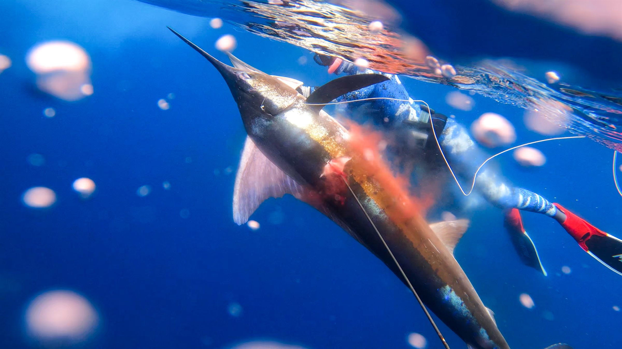 A marlin underwater in Ecuador, with Lauren Sarasua freediving alongside